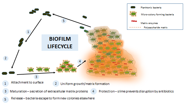biofilm lifecycle