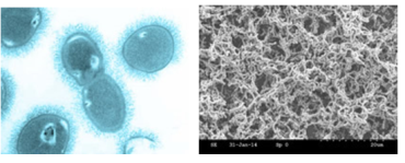 Right: a biofilm of Streptococcus pneumoniae following treatment with black carbon, a major component of air pollution. Left: a microscopy image of characteristic diplococci of S. pneumoniae.