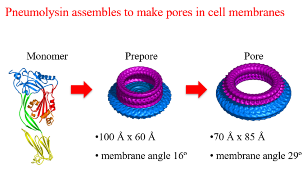 structure of pneumolysin