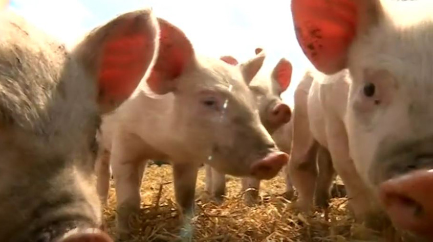 Three pigs close to the camera