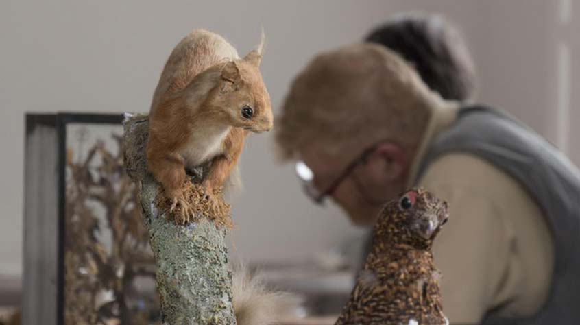 A stuffed squirrel