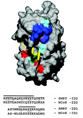 corepressor