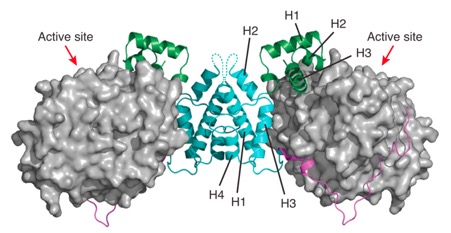 hdac mta1