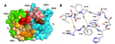 picture of peptide vaccine on its own and in a protein binding pocket