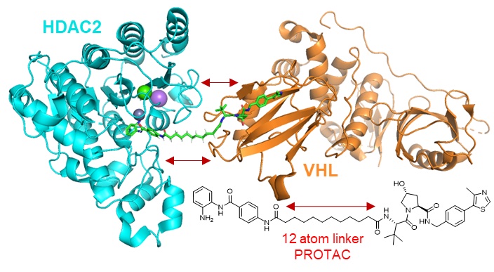 Molecular structure of HDAC protein tethered to VHL protein for degradation via PROTAC molecule, with the chemical representation of the PROTAC molecule