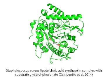 Staphylococcus aureus lipoteichoic acid synthase in complex with  substrate glycerol-phosphate (Campeotto et al. 2014)