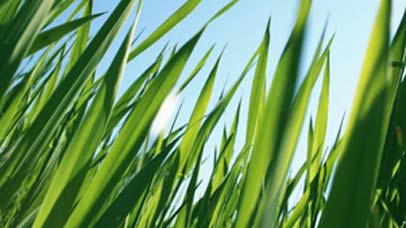 Grass