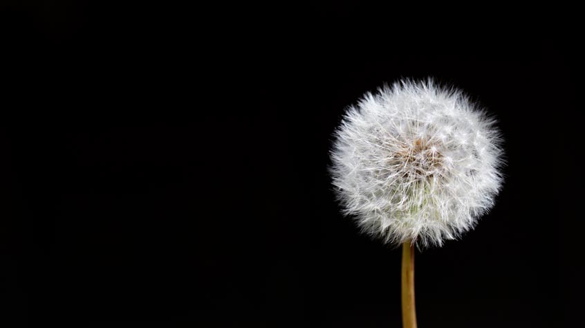 Dandelion on a black background