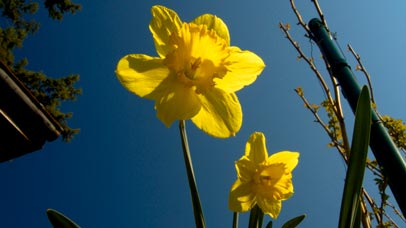 Two daffodils against the blue sky.