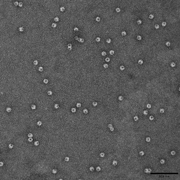 Negative staining using a TEM