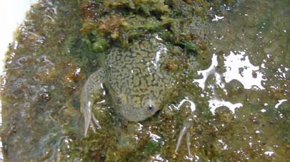 Frog in laboratory pond.