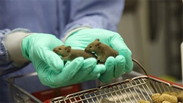 two brown mice being held