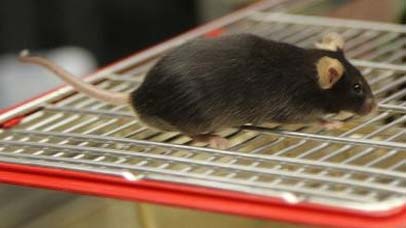 Brown mice on top of a wire cage.