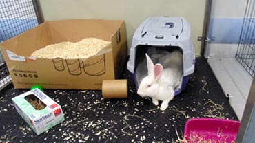 rabbit playing in play pen