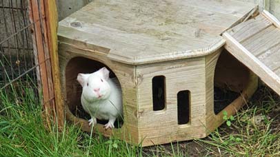 Guinea pig in garden, peeking out from a hutch.