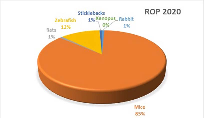 Graph showing that the return of procedures for rats (1%), zebrafish (12%), sticklebacks (1%), xenopus (0%), rabbit (1%) and mice (85%)