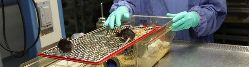 two brown mice climbing in a tray