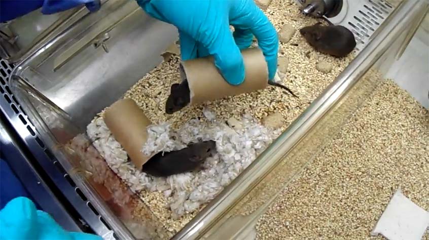 tunnel handling from cage to cage
