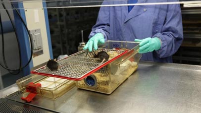Two mice in a plastic cage with a technician behind the cage.