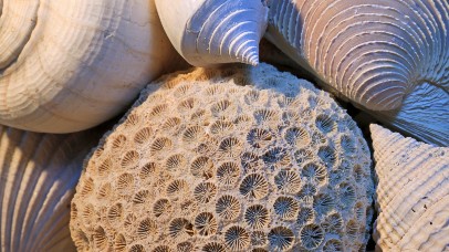 Close-up of a fossil shells with patterns laying on the floor