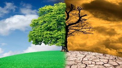 Climate change picture featuring a tree