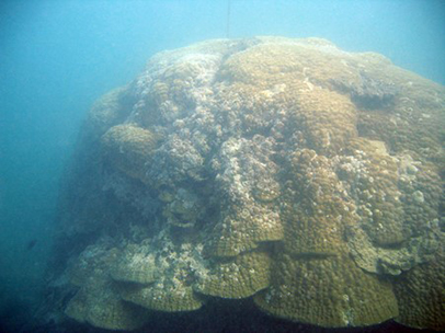Coral growing underwater
