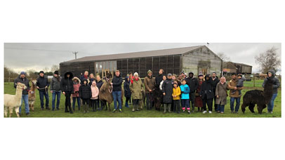 People in a field with alpacas