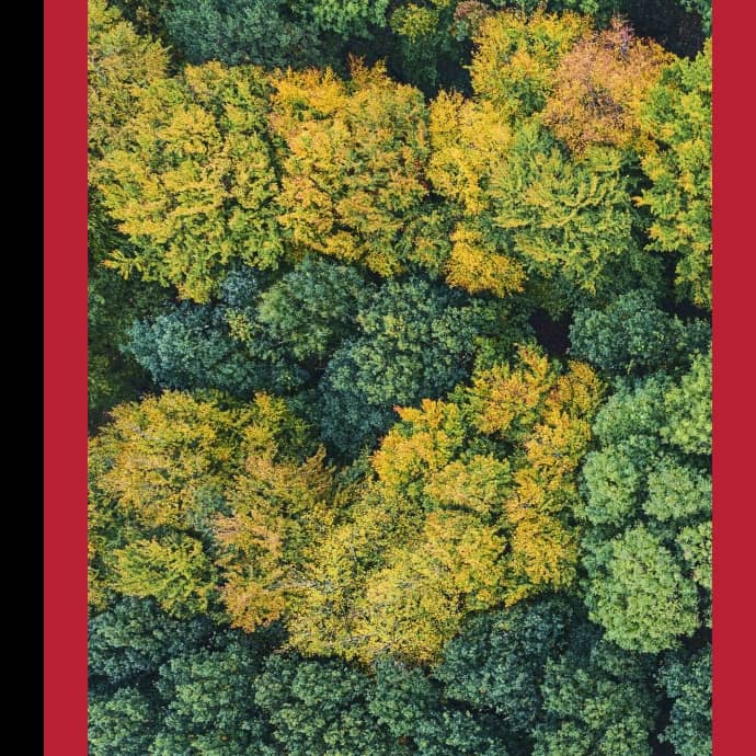An aerial photo of trees