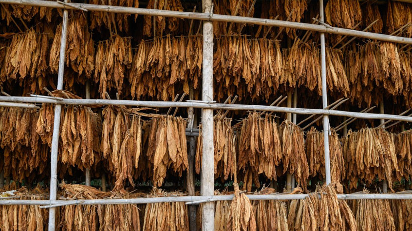 The history of tobacco and our health