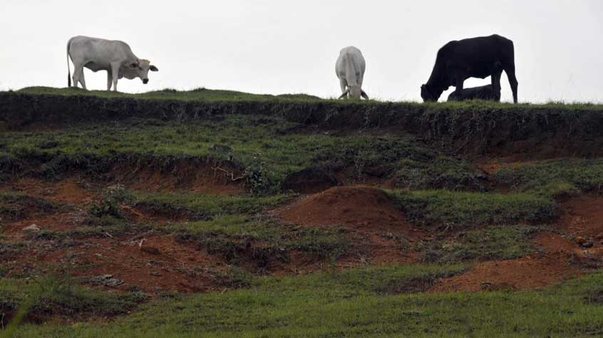 Cows grazing on a hill
