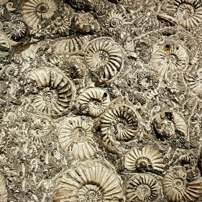 Fossils