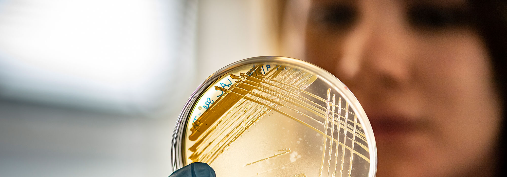 Female scientist looking at a petri dish containing a sample