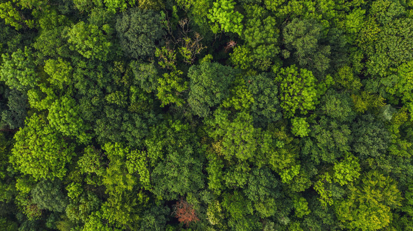 Drone view of a dense, green forest
