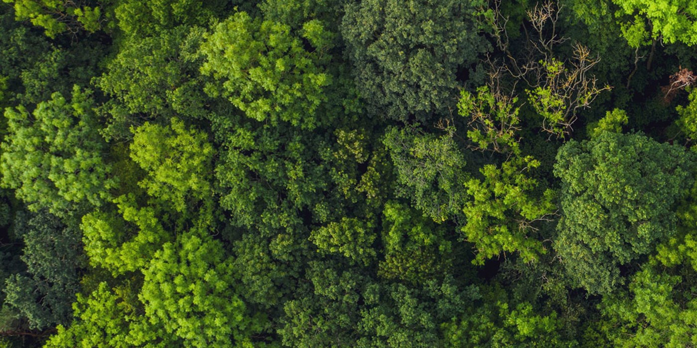 Drone view of a dense, green forest