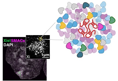 image and cartoon of long noncoding RNA in the nucleus