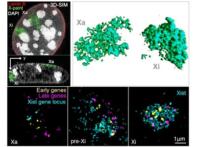 X chromosome territories 