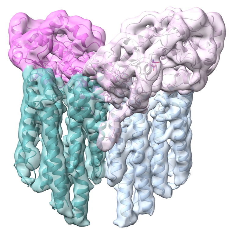protein structure, backbone in electron density
