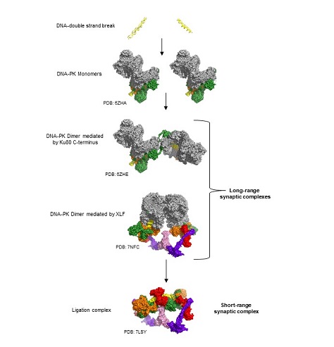 diagram with protein structures showing the steps involved in the non-homologous end joining pathway of ds break DNA repair