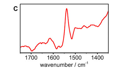 The graph shows a typical infrared difference spectrum of a flavin. The y-axis is the difference between IR measured at  oxidised and reduced conditions. The x-axis is the wavenumber, expressed in cm-1 with a sharp peak at 1530 cm-1.