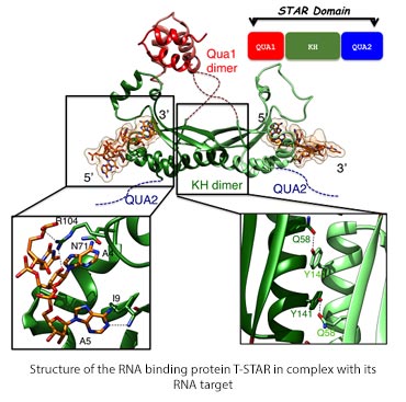 Structure of the RNA binding protein T-STAR in complex with its RNA target