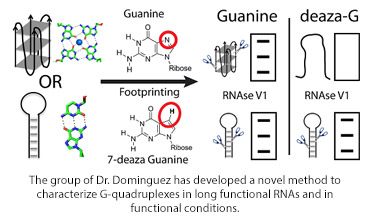 The group of Dr. Dominguez has developed a novel method to characterize  G-quadruplexes in long functional RNAs and in functional conditions.