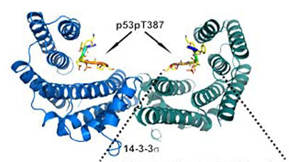 backbone protein structure of 14-3-3-delta binding to p53