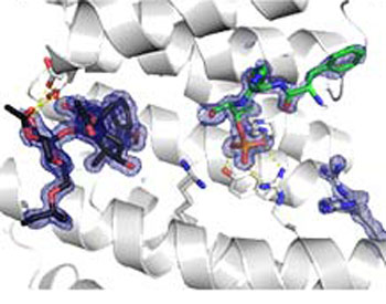 molecular structure of fusicoccin A