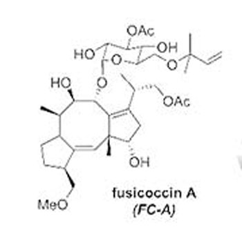 close up of fusicoccin A binding in the 14-3-3 p53 binding pocket