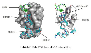 molecular model of a human interleukin-16 shown as a spacefilling (left) and backbone only (right),  bound to afab fragment shown as stick representation