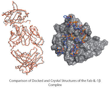 Overlay of two protein structures of the predicted and determined structures of  interleukin 1beta and its antibody