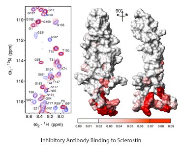 Left-NMR spectra of sclerostin, overlaying antibody- bound and unbound peaks. Right- mapping the shifted peaks onto the structure of sclerostin.