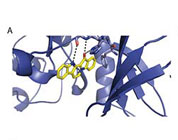 Molecular model for fascaplysin bound to CDK4