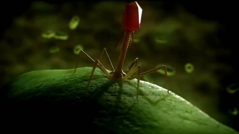 Bacteriophage