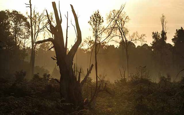 Peatland landscape